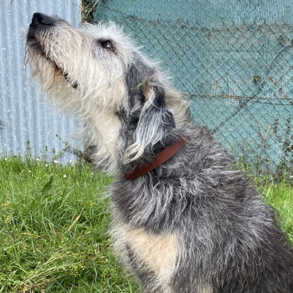 Collier Simple pour chien Artisanal Erithacus Papaya