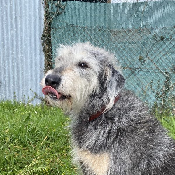 Collier Simple pour chien Artisanal Erithacus Papaya