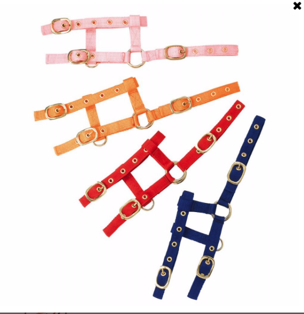 Licol Mini Foal Norton Ref: 510033