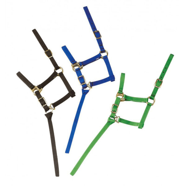 Licol Foal Norton réglable Ref: 510037