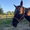 Élevez le style et le confort de votre cheval avec notre licol en cuir naturel fait main. Fabriqué à partir de cuirs français de vache et d’iguane, il est doublé en cuir de veau havane et dispose d'une têtière anatomique rembourrée en néoprène. En choisissant ce produit, vous soutenez l'artisanat français et une consommation responsable.