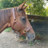 Offrez à votre cheval un licol élégant et durable, confectionné à la main dans notre atelier. Réalisé en cuir de vache français (collet) doublé, avec un tannage végétal, ce licol marron allie confort et style. En choisissant ce produit, vous soutenez l'artisanat français et une consommation responsable.