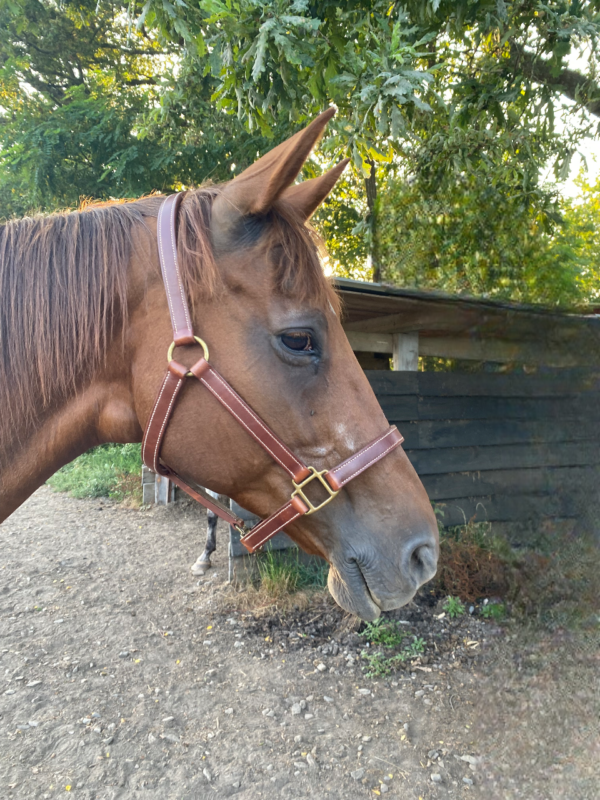 Offrez à votre cheval un licol élégant et durable, confectionné à la main dans notre atelier. Réalisé en cuir de vache français (collet) doublé, avec un tannage végétal, ce licol marron allie confort et style. En choisissant ce produit, vous soutenez l'artisanat français et une consommation responsable.