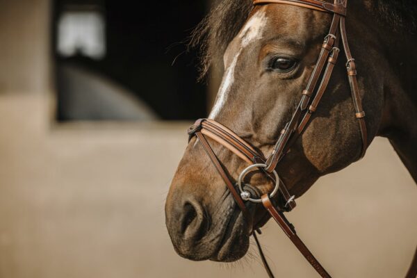 ERIC THOMAS Bridon Work coloris havane avec rênes - Poney- 301906118