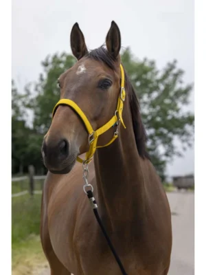 Norton Licol Satine Miel - Cheval - 510248326