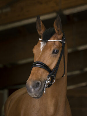 Bride Norton Pro Shiny Noir avec rênes - Cob - 303033202