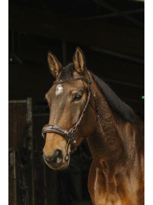 Bridon Norton Pro Hackamore Havane - Cob - 301899218