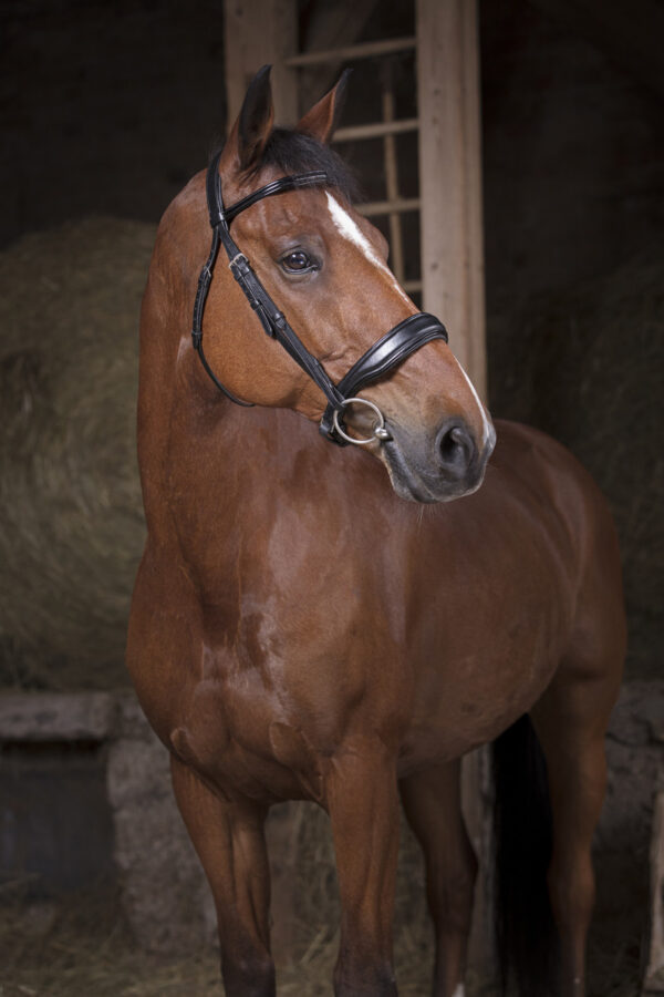 Bridon Confort Noir - Norton Pro - Full - 301834302