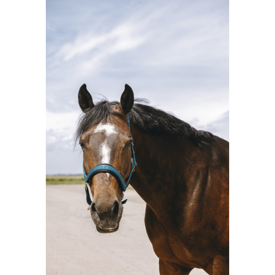 Licol EQUITHÈME Jacquard Poney - 510259