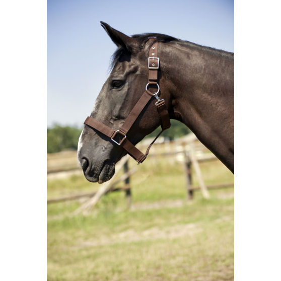 Licol nylon cheval de trait Norton NOIR - 510193