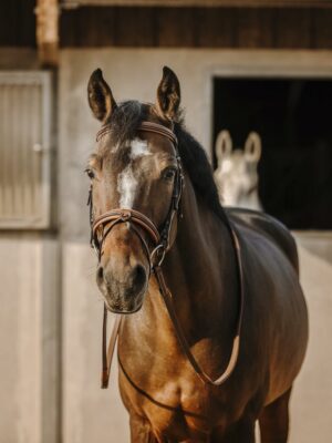 ERIC THOMAS Bridon Work coloris havane avec rênes - Poney- 301906118