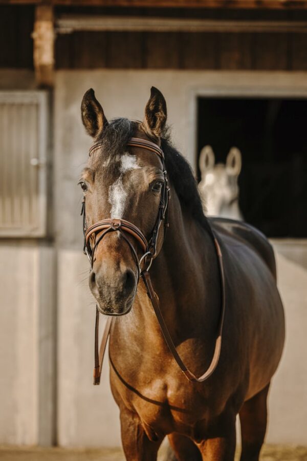 ERIC THOMAS Bridon Work coloris havane avec rênes - Poney- 301906118